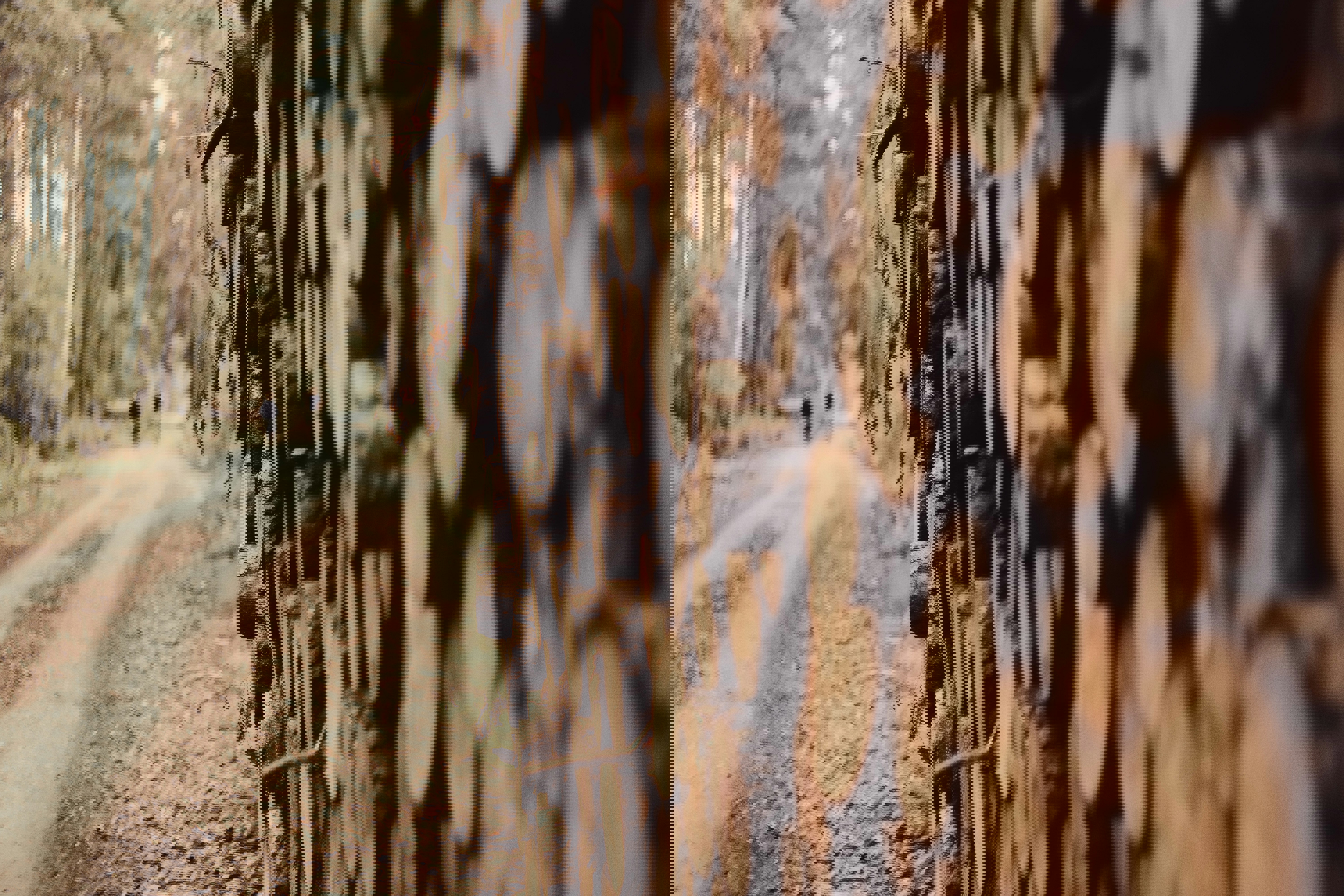 Skogsväg och timmer