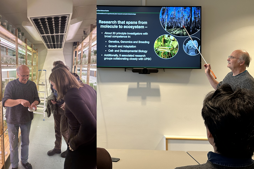 Collage inifrån Umeå Plant Science Centre